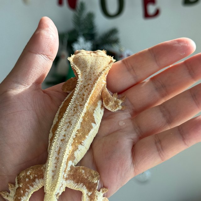 릴리화이트 슈퍼스트라이프 레드