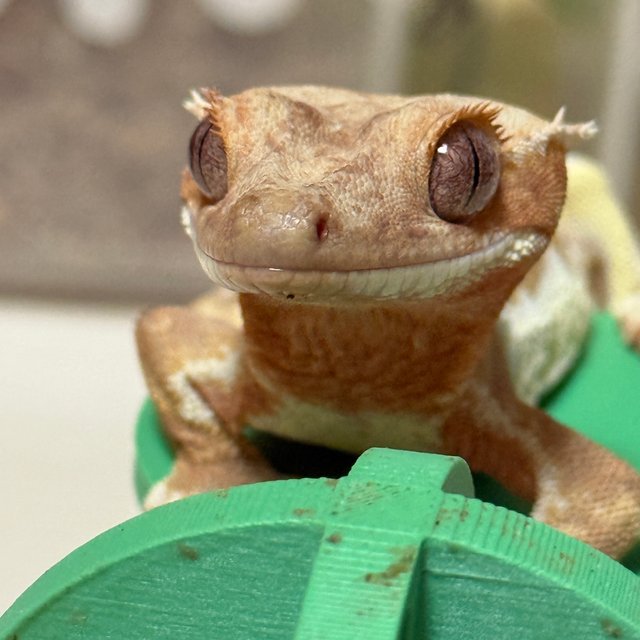 릴리화이트 슈퍼스트라이프 레드