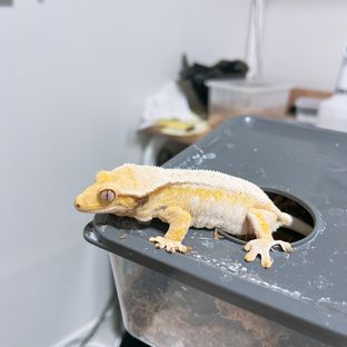백도