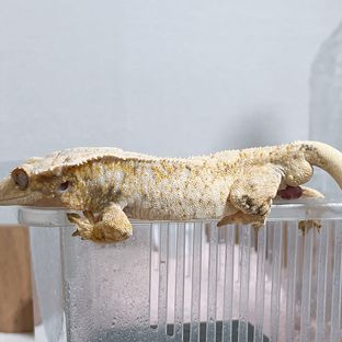 옴팡이