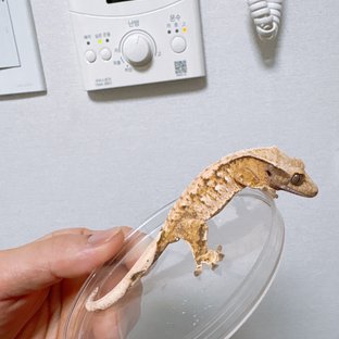 트라이 화이트스팟