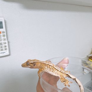 트라이 화이트스팟