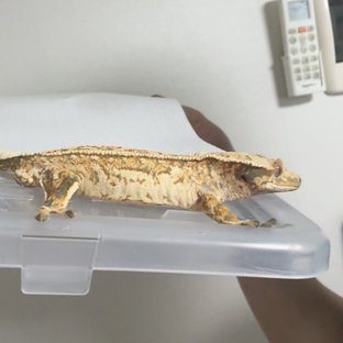 핀스트라이프 트라이 화이트스팟