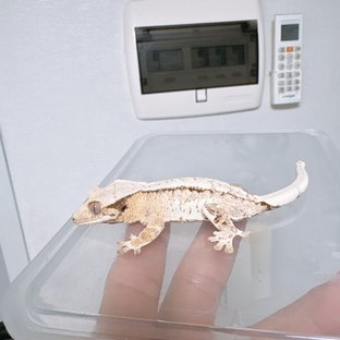 트라이 화이트스팟