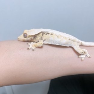 트라이 화이트스팟