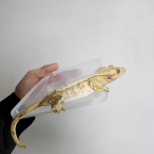 트라이 화이트스팟