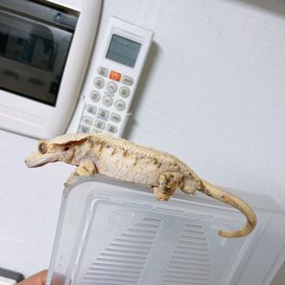 트라이 드리피 화이트스팟