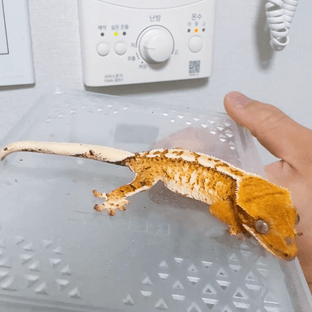 트라이