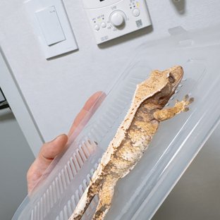 트라이 화이트스팟