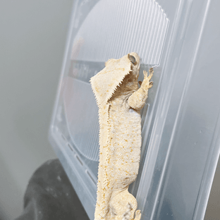 트라이 화이트스팟