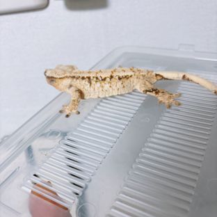 트라이