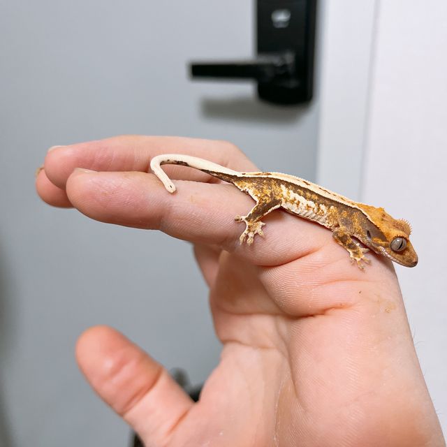 트라이