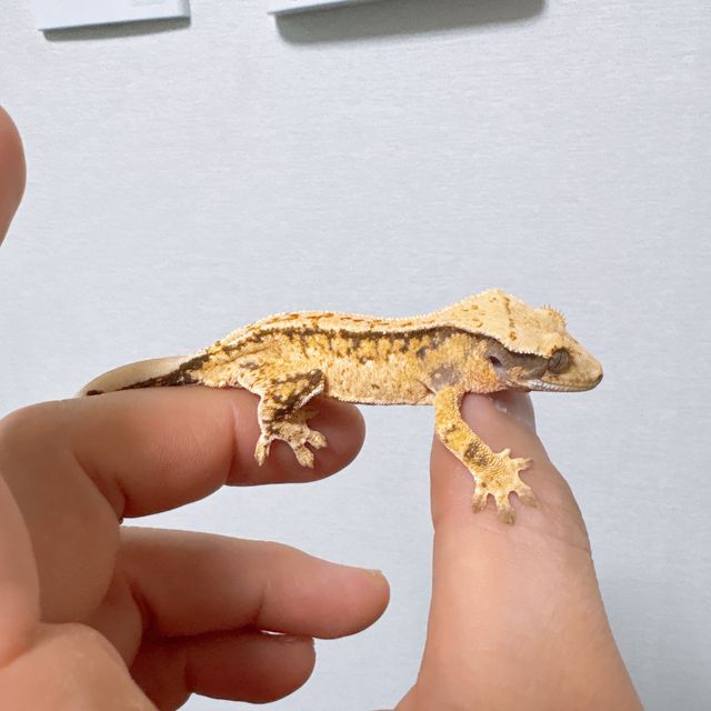 트라이