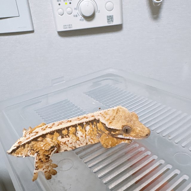 트라이 화이트스팟 쿼드