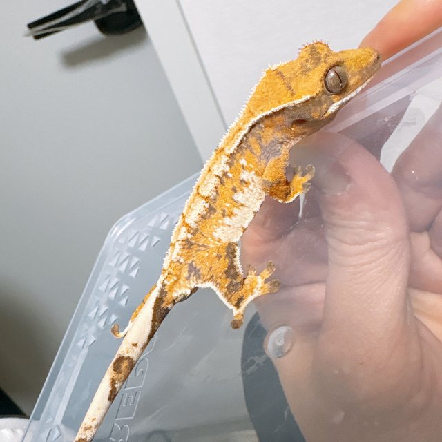 트라이 드리피 화이트스팟