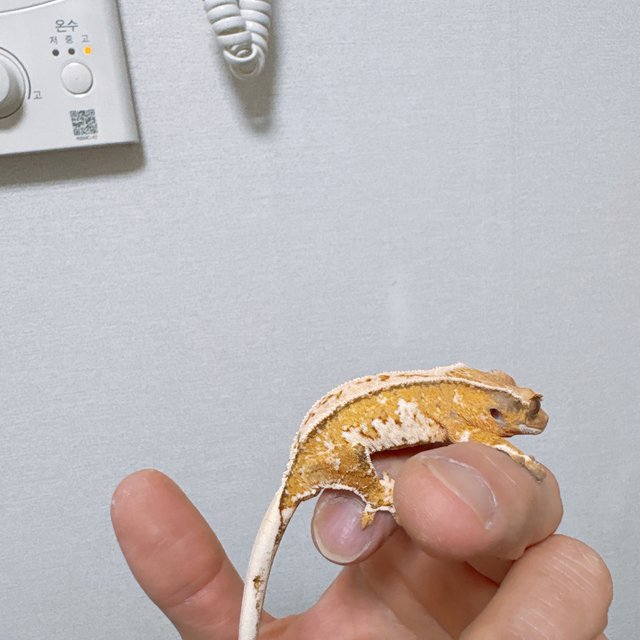 트라이 드리피 쿼드 화이트스팟