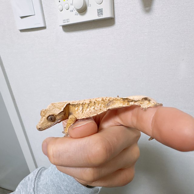 트라이 화이트스팟