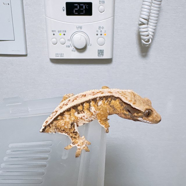 트라이 화이트스팟 쿼드