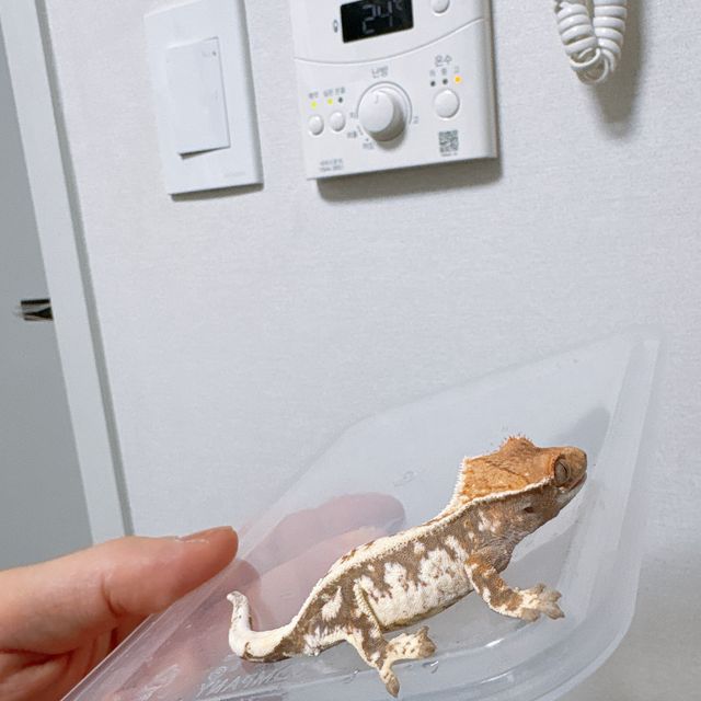 카푸치노