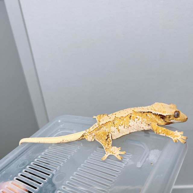 트라이