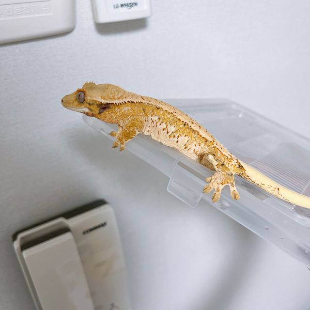 트라이