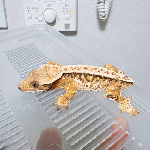 트라이 화이트스팟 쿼드