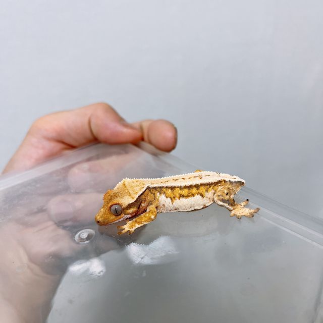 트라이