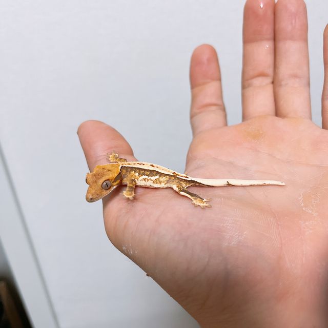 트라이