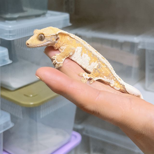 트라이 익스트림할리퀸