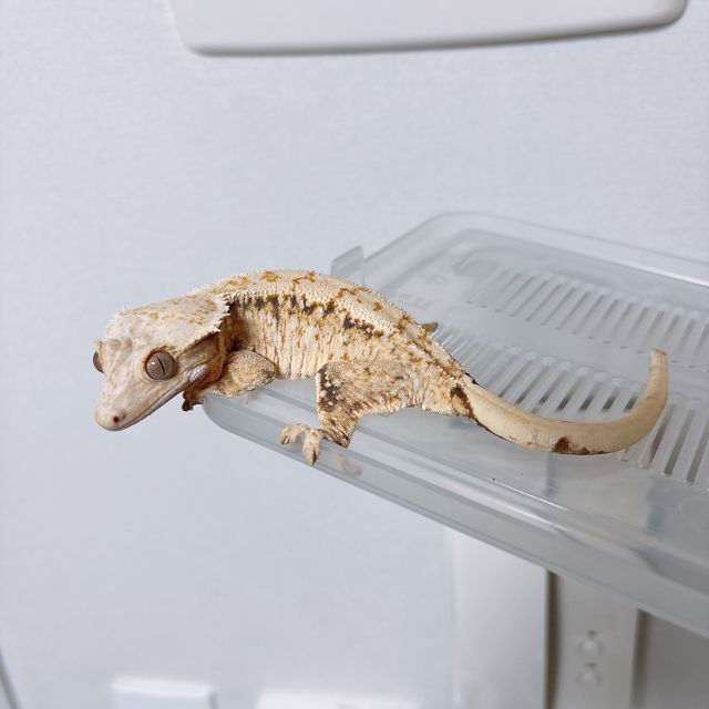 트라이