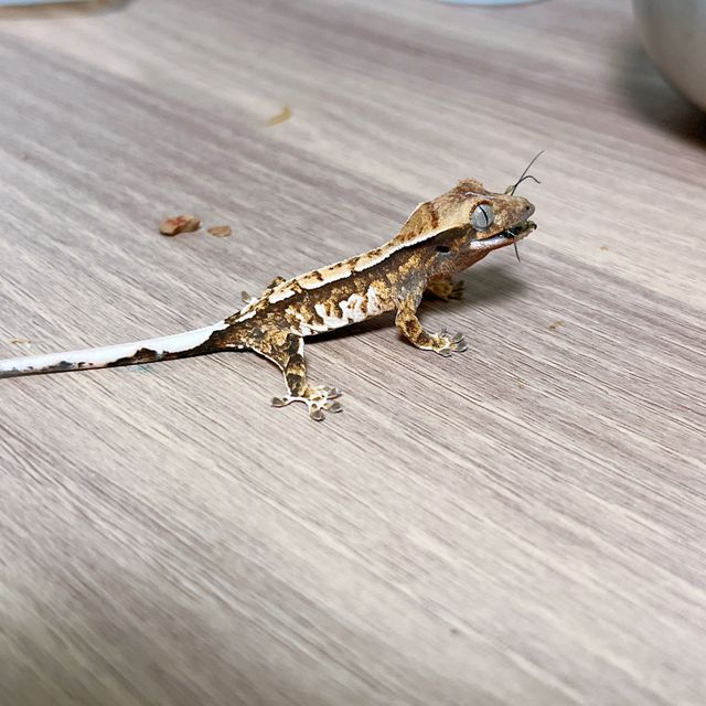 트라이