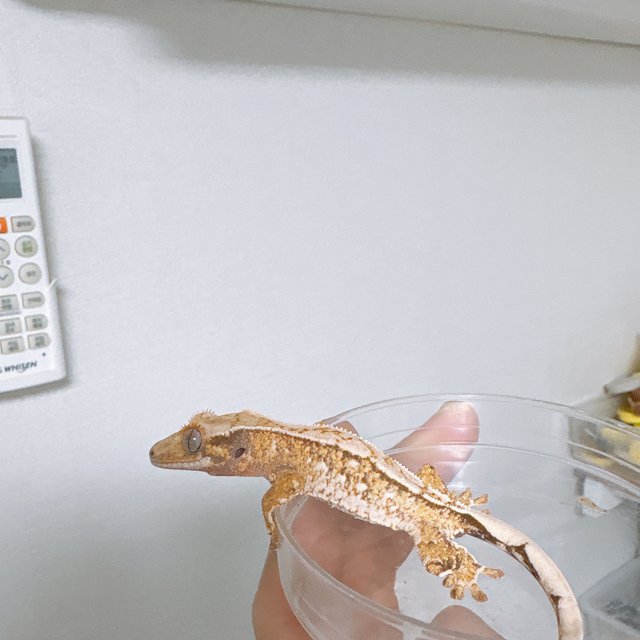 트라이 화이트스팟