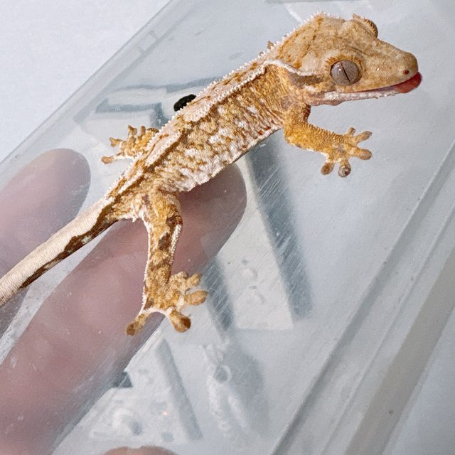 트라이 화이트스팟