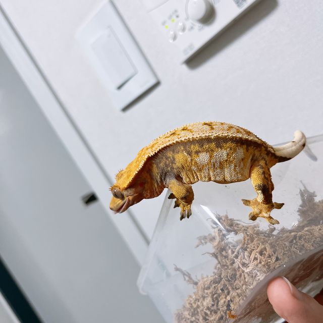 트라이