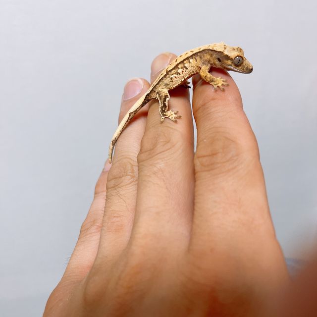 트라이