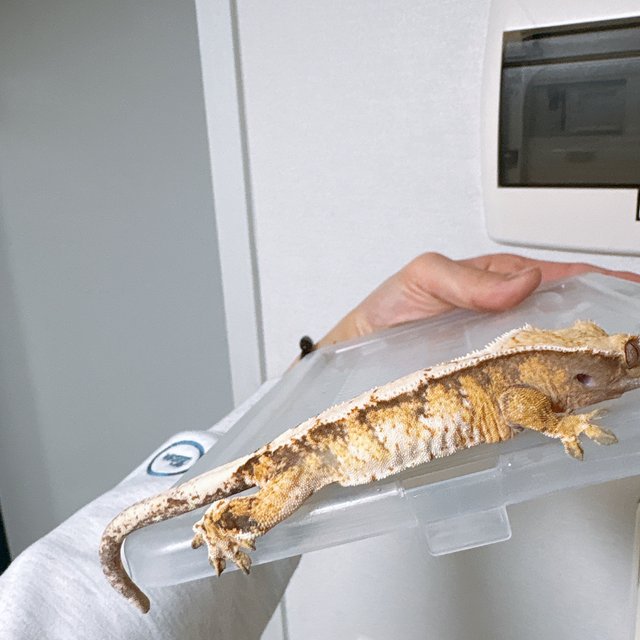 트라이 화이트스팟