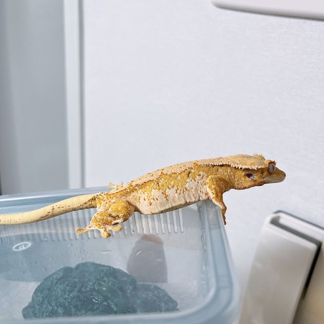 트라이