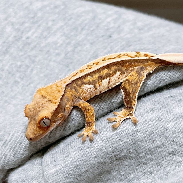 트라이