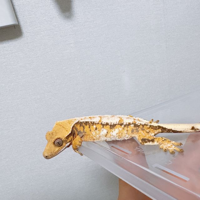 트라이 드리피 화이트스팟
