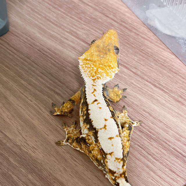 트라이