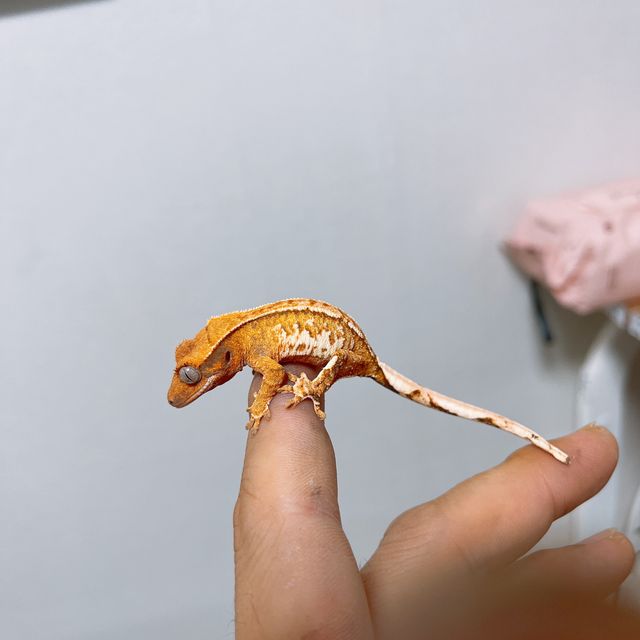 텐저린 트라이 익스트림할리퀸