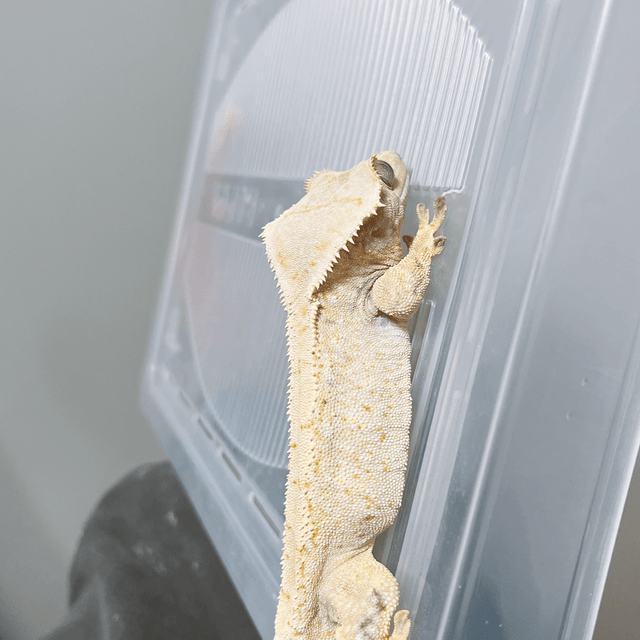 트라이 화이트스팟