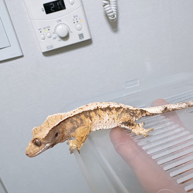 트라이 화이트스팟