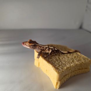 카푸치노