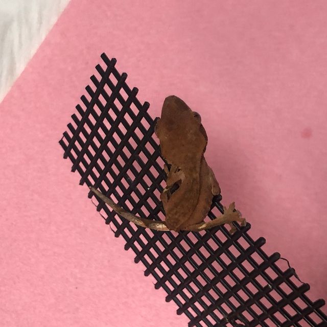 벅스킨 레드 다크