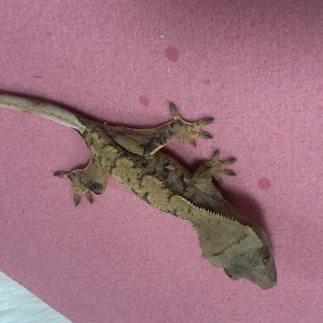 브린들 옐로우
