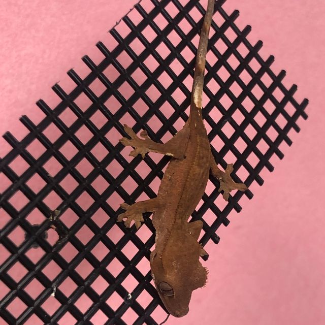 벅스킨 레드 다크