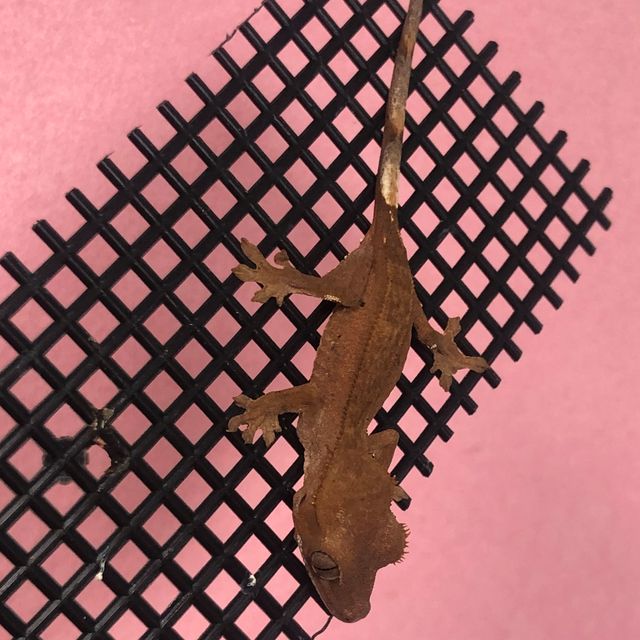 벅스킨 레드 다크