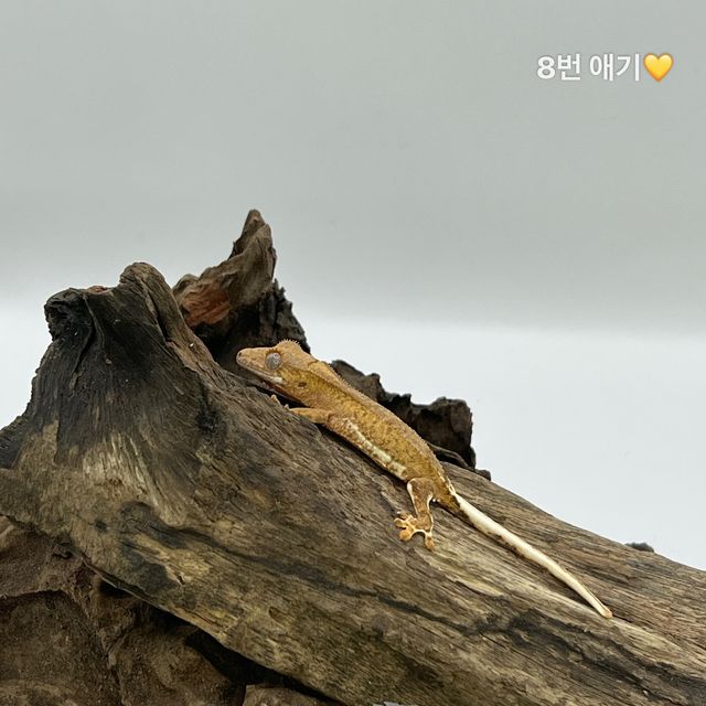 릴리화이트 팬텀 크림시클 크림