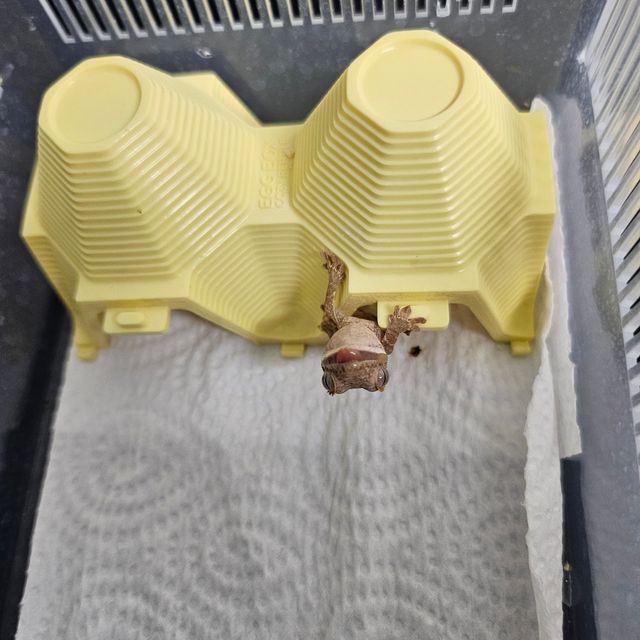 크림 크림시클